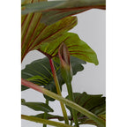 Deco Plant Taro 180